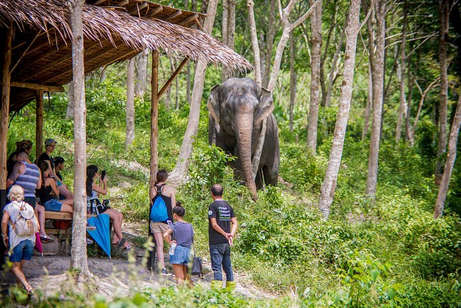 A Morning with the Elephants at Phuket Elephant Sanctuary - The Morning Flow: Treetop Lounge, Gear Up, Then Watch Them in Their World