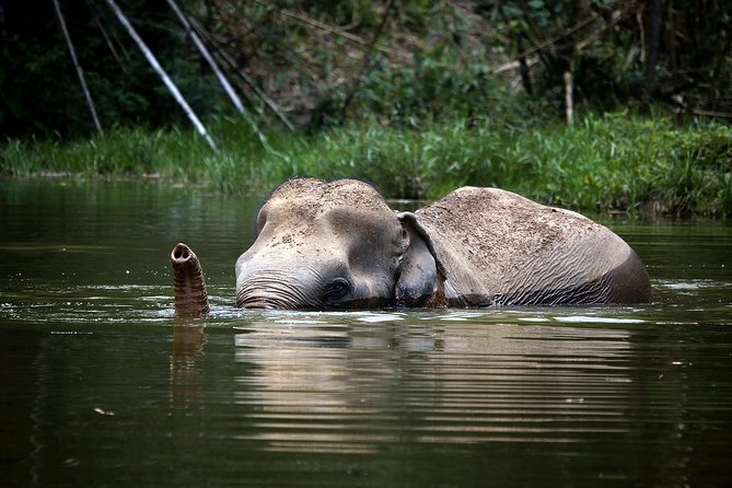 A Morning with the Elephants at Phuket Elephant Sanctuary - Watching Elephants Bathe, Roam, and Socialize From Safe Observation Areas