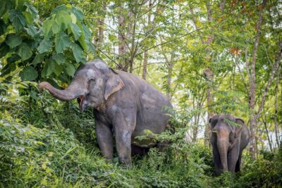 A Morning with the Elephants at Phuket Elephant Sanctuary - What’s Included on the Walk: Boots, Rain Gear, Mosquito Spray, and Photo-Friendly Spots