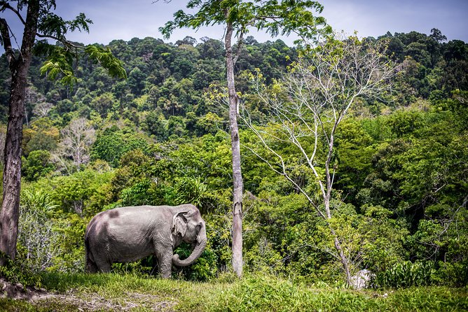 A Morning with the Elephants at Phuket Elephant Sanctuary - Price and Value: Is $97.83 Worth It?