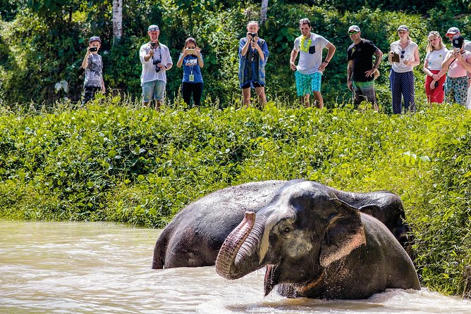 A Morning with the Elephants at Phuket Elephant Sanctuary - Group Size, Timing, and Transfers: The Logistics That Make or Break Mornings