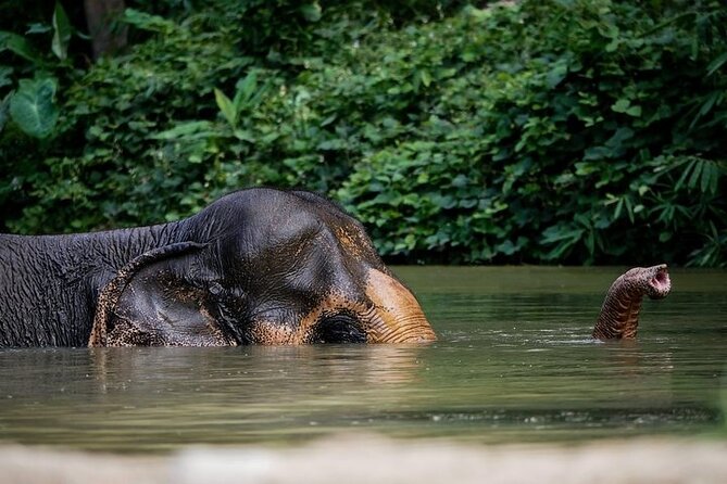 An Afternoon with the Elephants at Phuket Elephant Sanctuary - Key highlights worth your attention
