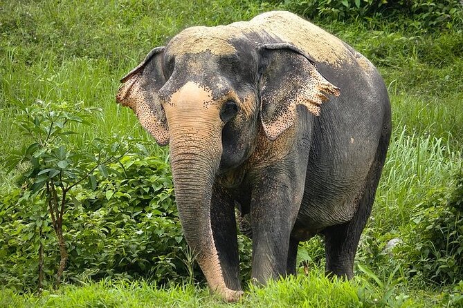 An Afternoon with the Elephants at Phuket Elephant Sanctuary - Why this Phuket Elephant Sanctuary visit feels different