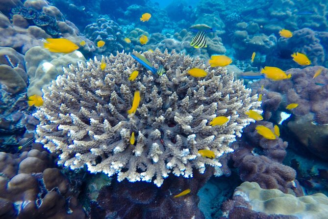 Best of Phi Phi Islands Snorkeling Tour from Phuket - Boat ride comfort: bumpy is common, loud engines are part of it