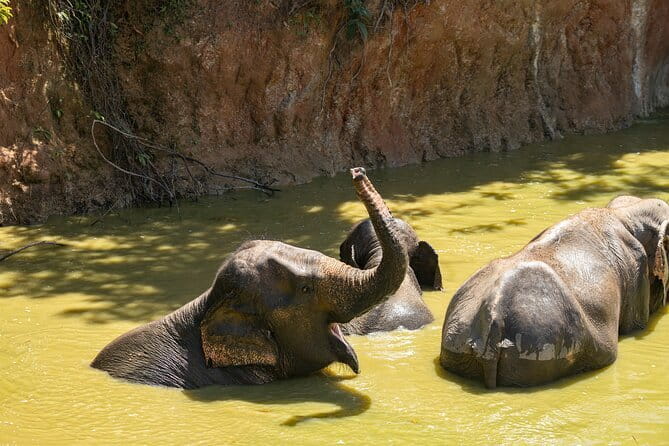 Elephant Nature Experience with Lunch at Bukit Elephant Park - Key highlights