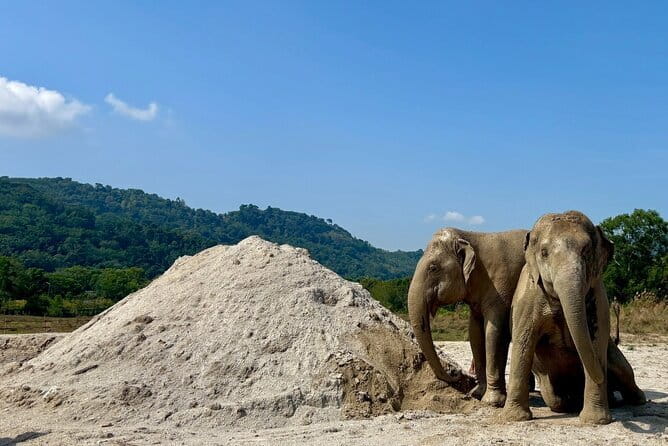 Elephant Nature Experience with Lunch at Bukit Elephant Park - Thai cooking culture: coconut milk making, rubber tapping, and Thai food sessions