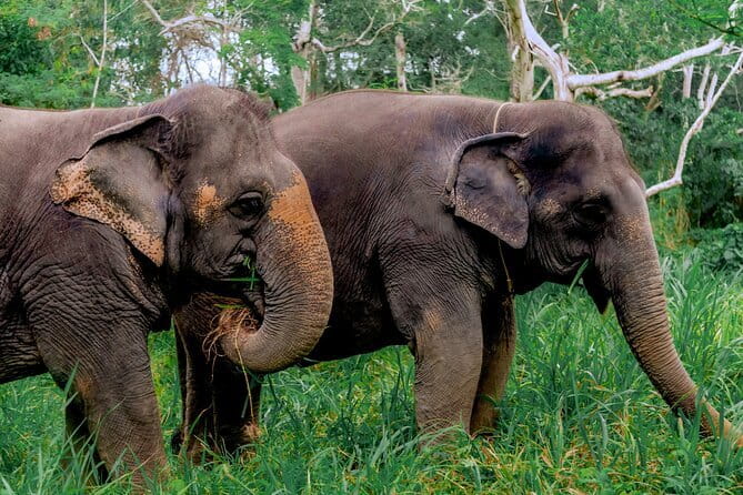 Elephant Nature Experience with Lunch at Bukit Elephant Park - Guide impact: what makes the day feel smooth