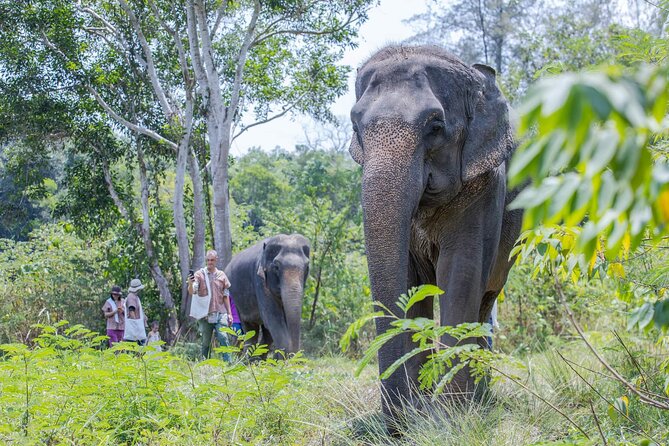 Elephant Sanctuary Small Group Tour in Phuket - What to pack (so you’re comfortable on uneven, forest paths)