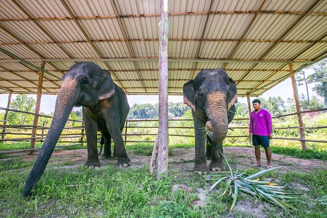 Elephant Sanctuary Small Group Tour in Phuket - Who this Phuket elephant tour suits best (and who should look elsewhere)