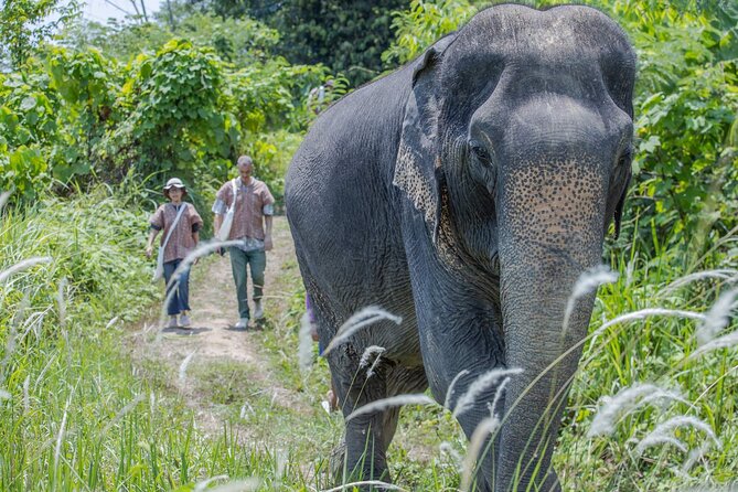 Elephant Sanctuary Small Group Tour in Phuket - Getting picked up and setting expectations for the half-day