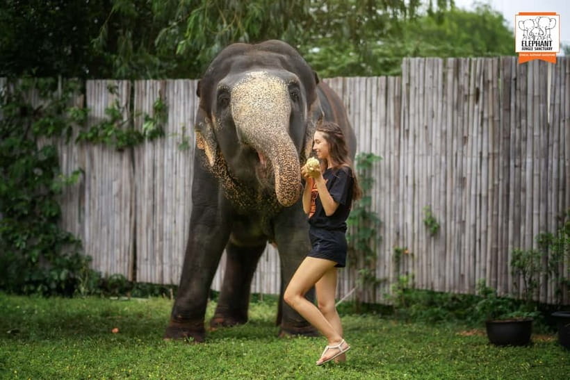 From Phuket: Elephant Jungle Sanctuary Feed and Shower Trip - The Education Moment: Elephant Anatomy, Behavior, and Why It Matters