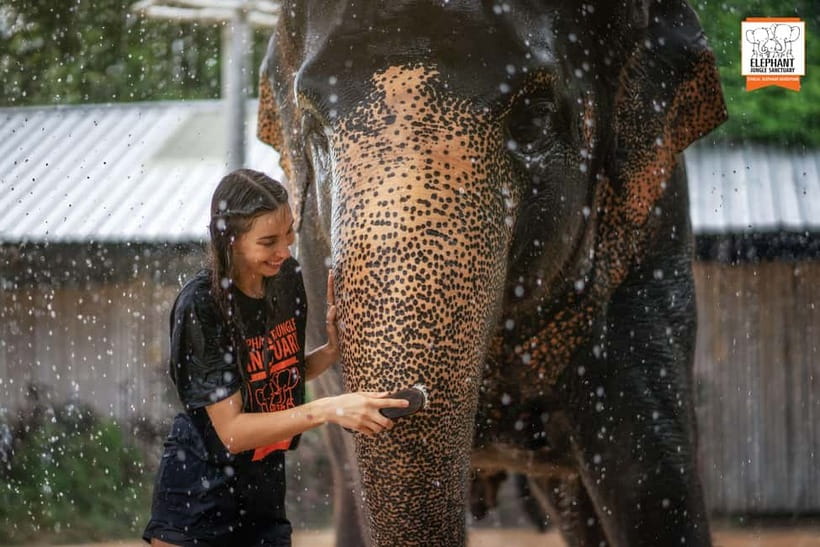 From Phuket: Elephant Jungle Sanctuary Feed and Shower Trip - Price and Value: Is $61 a fair deal for Phuket?