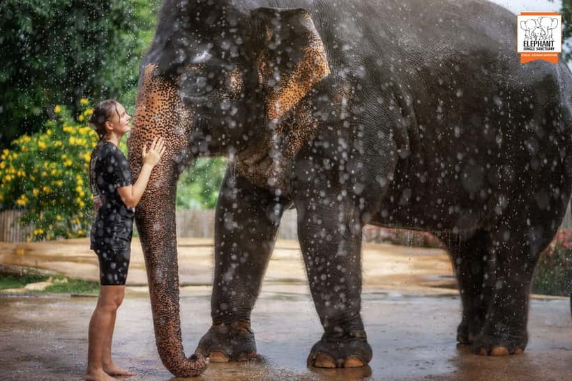 From Phuket: Elephant Jungle Sanctuary Feed and Shower Trip - Practical Tips: What to Bring to the Elephant Feed and Shower Trip