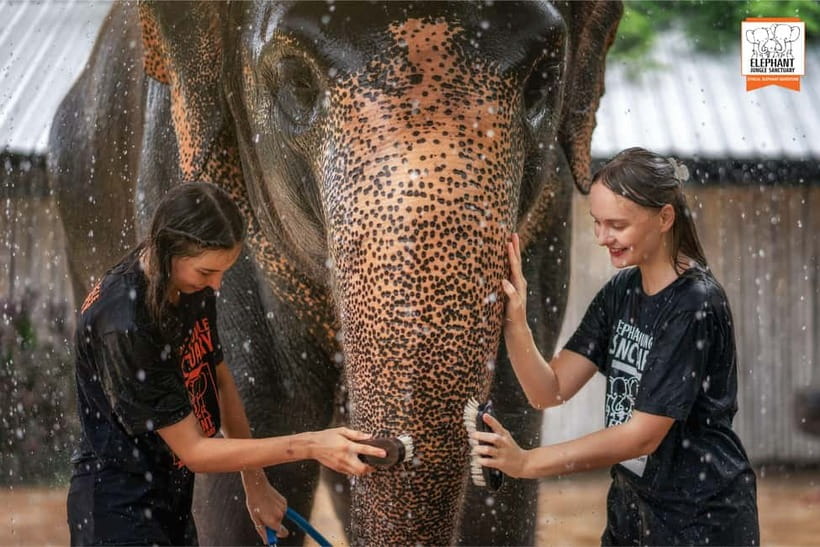 From Phuket: Elephant Jungle Sanctuary Feed and Shower Trip - The Feeding Session: Seasonal Fruit, Calm Contact, Real Etiquette