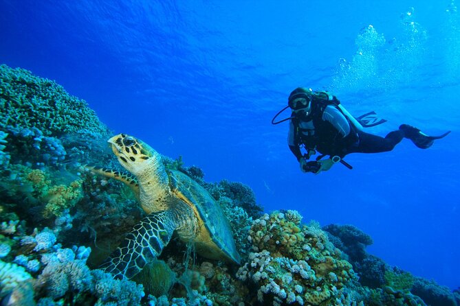 Full-Day Beginner Scuba Course with Private Tuition, Racha Yai - Session Two Over Coral and Marine Life