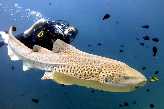 Full-Day Koh Phi Phi Scuba Diving Course from Phuket - Getting from Phuket to Koh Phi Phi: the day’s rhythm