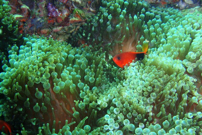 Full-Day Koh Phi Phi Scuba Diving Course from Phuket - Where you go: Ko Bida Nok and the Koh Phi Phi bays plan