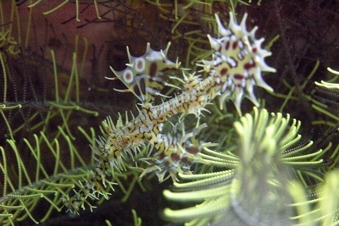 Full-Day Koh Phi Phi Scuba Diving Course from Phuket - What you’ll see: marine life expectations versus real-world conditions
