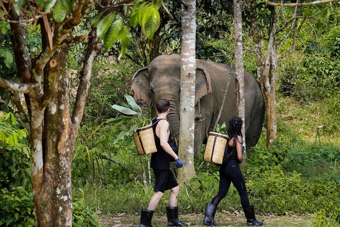 Full-Day Phuket Elephant Sanctuary Tour with Lunch and Dinner - Key Things to Know Before You Go