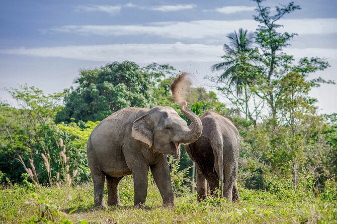 Full-Day Phuket Elephant Sanctuary Tour with Lunch and Dinner - The Big Idea: Ethical Elephant Sanctuary in Phuket