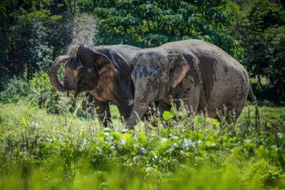 Full-Day Phuket Elephant Sanctuary Tour with Lunch and Dinner - Starting at 9:30: Hotel Pickup and a Small-Group Feel