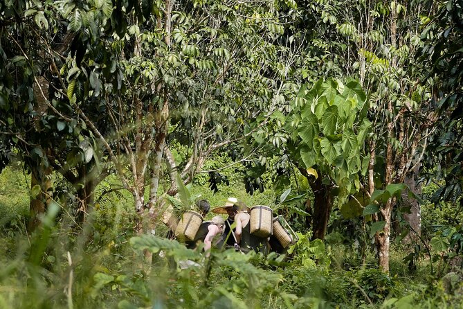 Full-Day Phuket Elephant Sanctuary Tour with Lunch and Dinner - Vegetarian Lunch and Snacks: Plan for Fueling a Hot Day