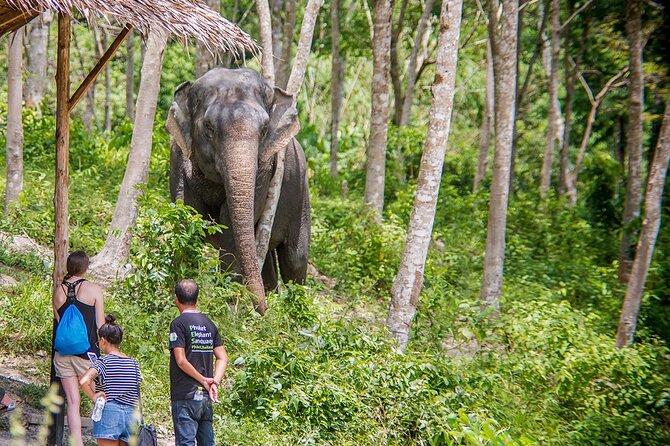 Full-Day Phuket Elephant Sanctuary Tour with Lunch and Dinner - Making Sense of Elephant Communication
