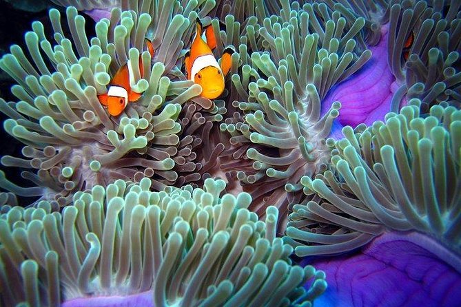 Full-Day Racha Noi and Racha Yai Snorkeling from Phuket - Koh Racha Noi: two snorkeling sessions where it often feels easiest