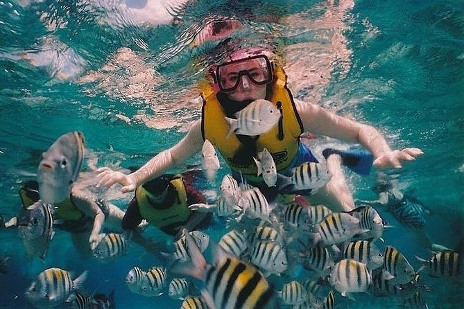 Full-Day Racha Noi and Racha Yai Snorkeling from Phuket - Wildlife chances: what you can spot and when you should lower expectations