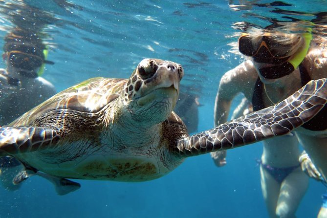 Full-day Tour to the Similan Islands by Speedboat from Khao Lak - Ko Hin Pousar (Similan Island 7): coral gardens and sea turtles