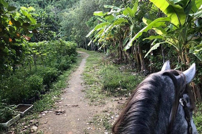 Horseback Riding 1 hour trail - Briefing and Safety: What Happens Before You Saddle Up