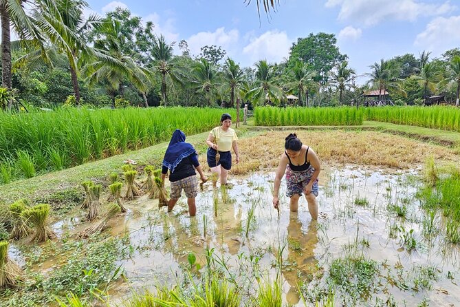 Old Phuket Farm Ticket - Countryside Local Life Culture - What Old Phuket Farm Really Feels Like