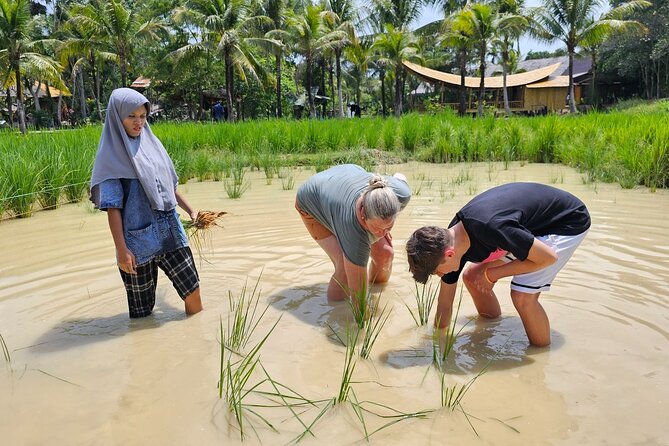 Old Phuket Farm Ticket - Countryside Local Life Culture - Rice Fields: Planting and Harvest Methods You Can Picture