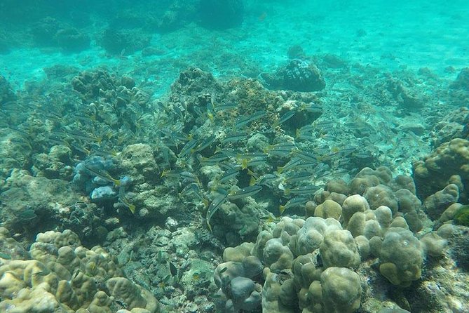 Phi Phi Islands One Day Tour by Speedboat From Phuket - Viking Cave From the Boat: Bird’s Nest History, Without the Hassle