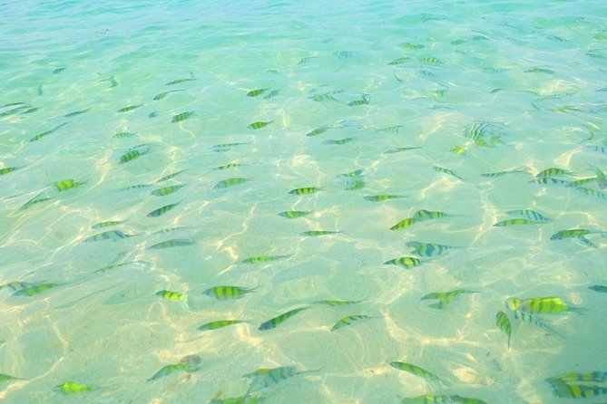 Phi Phi Islands One Day Tour by Speedboat From Phuket - Service and Safety: Tight Logistics, and One Concern You Should Take Seriously