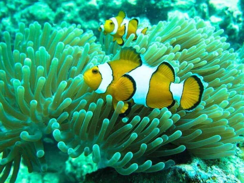 Phuket: 3 Khai Islands Relax & Snorkeling Half/Full Day Tour - The Speedboat Reality Check: Fast, Bumpy, and Sometimes Wet