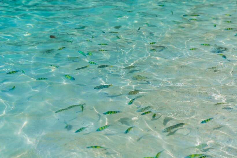 Phuket: 3 Khai Islands Relax & Snorkeling Half/Full Day Tour - Price and Value: Why This Costs So Little