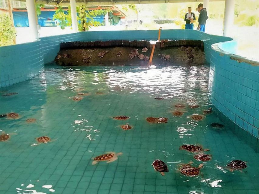 Phuket: Bamboo Rafting, Monkey Cave, and ATV Option - Sea Turtle Conservation Center: what conservation looks like in real life