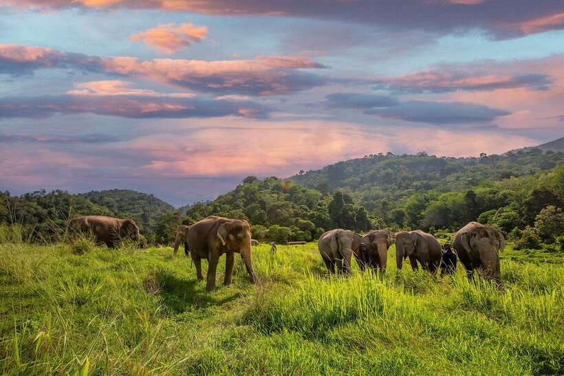 Phuket: Bukit Elephant Park Sanctuary Walk and Feed Tour - Key Highlights You’ll Care About