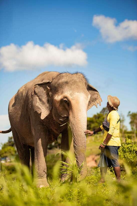 Phuket: Bukit Elephant Park Sanctuary Walk and Feed Tour - Bukit Elephant Park Sanctuary Walk: What Makes This Tour Different