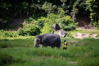 Phuket: Bukit Elephant Park Sanctuary Walk and Feed Tour - The 90-Minute Flow: From Pickup to Banana Feeding to Rice Balls