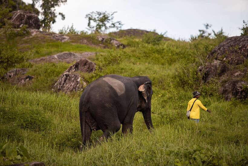 Phuket: Bukit Elephant Park Sanctuary Walk and Feed Tour - Photo Opportunities and the Rules That Protect Everyone