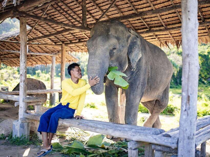 Phuket: Bukit Elephant Park Sanctuary Walk and Feed Tour - FAQ