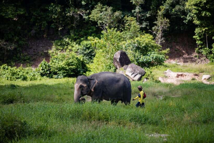 Phuket: Bukit Elephant Park Sanctuary Walk and Feed Tour - The 90-Minute Flow: From Pickup to Banana Feeding to Rice Balls