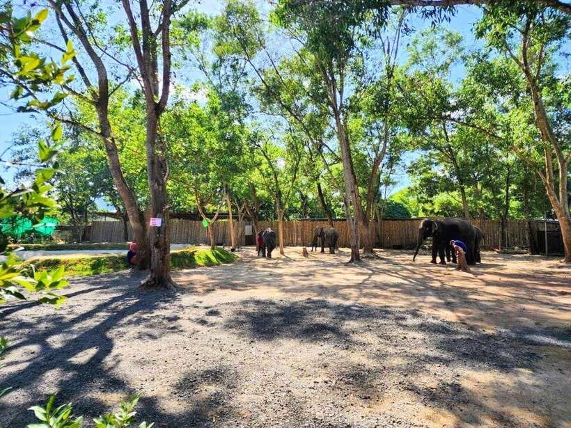 Phuket City Tour with Viewpoints, Temples & Elephant Feeding - Wat Chalong Temple: where the island’s spirituality shows up
