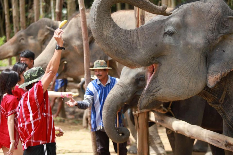 Phuket: Elephant Experience with Lunch or Dinner and Pickup - Key takeaways before you go