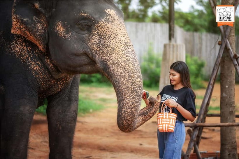 Phuket: Elephant Jungle Sanctuary Ethical Feeding Experience - Guides, language, and the value of real Q&A