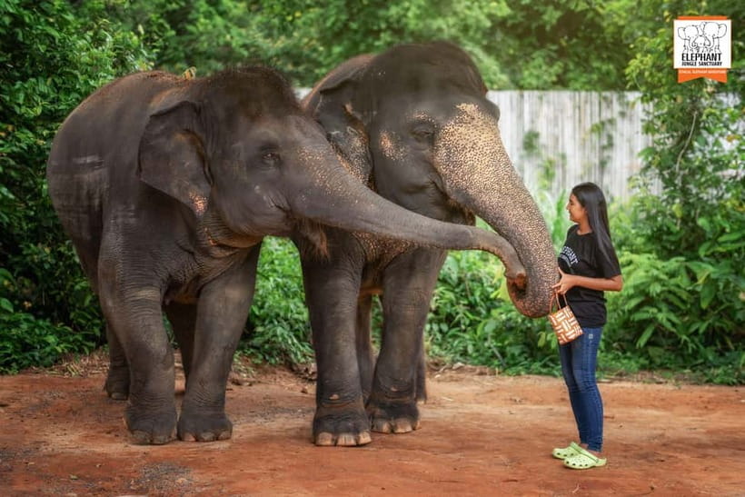Phuket: Elephant Jungle Sanctuary Ethical Feeding Experience - Photos and that hands-on moment with elephants