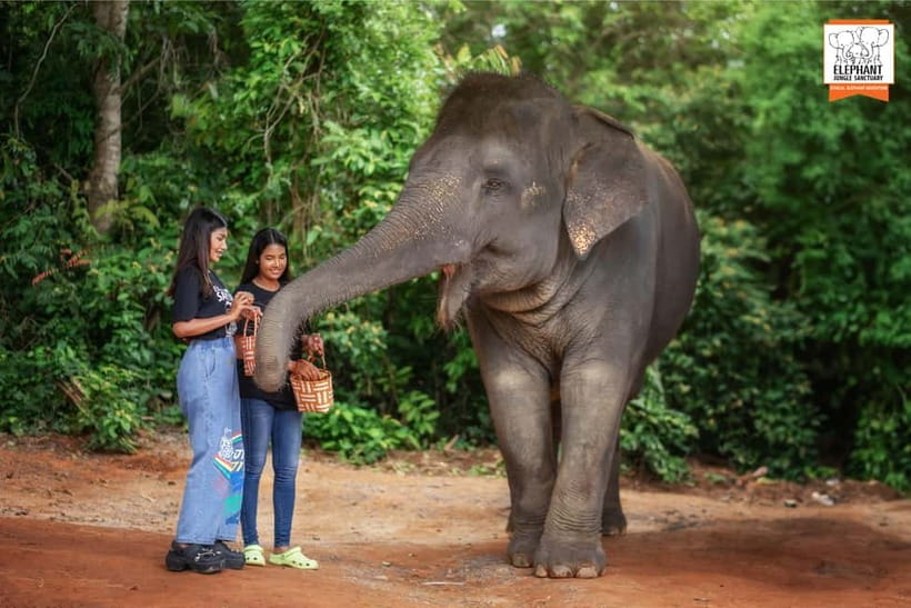 Phuket: Elephant Jungle Sanctuary Ethical Feeding Experience - Transportation: plan your ride to Elephant Jungle Cafe