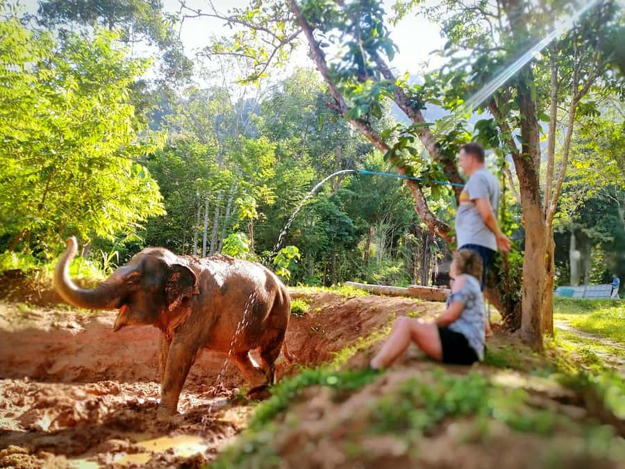 Phuket: Elephant Nature Reserve Entry Ticket and Guided Tour - Why Phuket Elephant Nature Reserve feels different